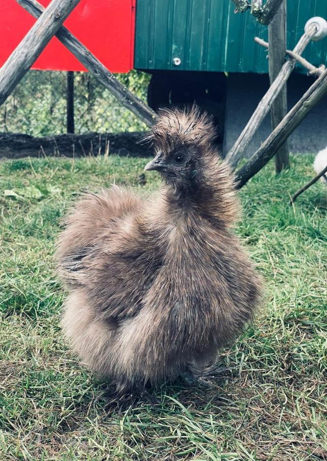 Ferienwohnung Seidenhuhn 키퍼스펠든 외부 사진