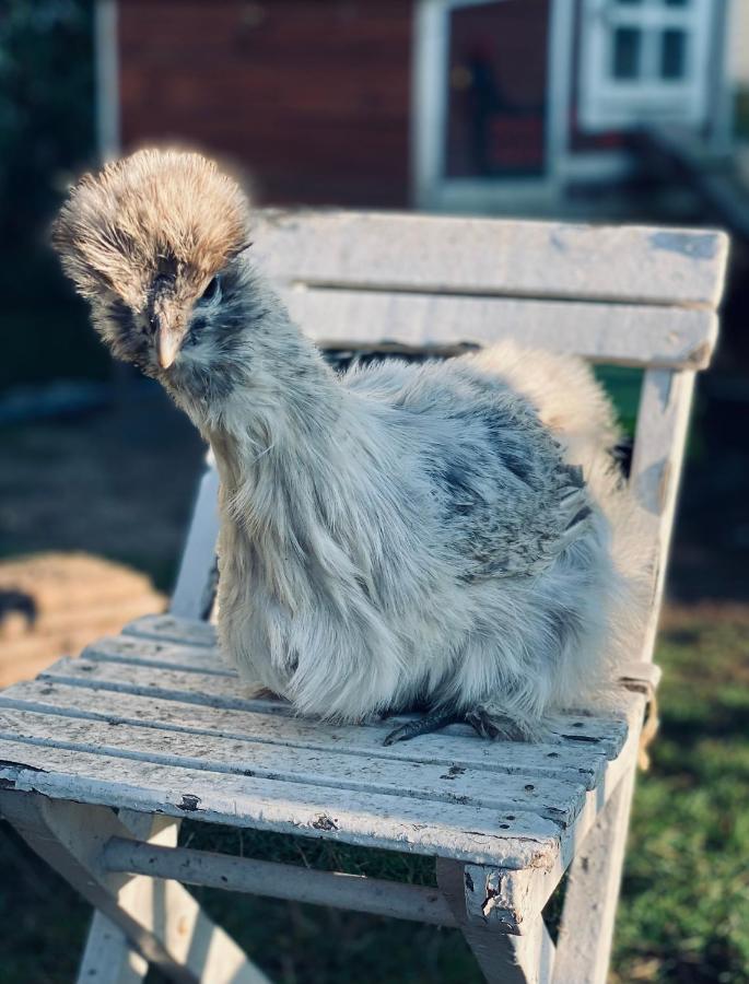 Ferienwohnung Seidenhuhn 키퍼스펠든 외부 사진